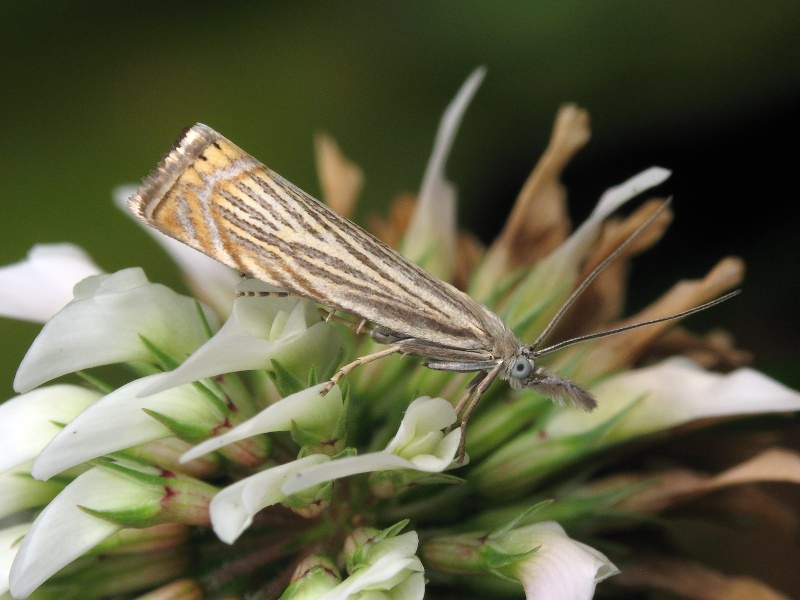 Chrysoteuchia culmella
